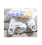 ペルシャ猫、ティファニーのスタンプ♡（個別スタンプ：34）