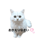 ペルシャ猫、ティファニーのスタンプ♡（個別スタンプ：36）