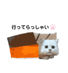 ペルシャ猫、ティファニーのスタンプ♡（個別スタンプ：37）