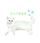 ペルシャ猫、ティファニーのスタンプ♡（個別スタンプ：38）