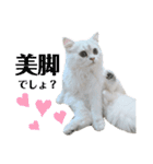 ペルシャ猫、ティファニーのスタンプ♡（個別スタンプ：39）