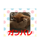たまご×ごはんとみりん。（個別スタンプ：5）
