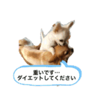 たまご×ごはんとみりん。（個別スタンプ：19）