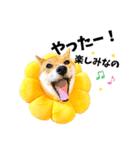 柴犬ももっぷ【基本フレーズ編】（個別スタンプ：1）