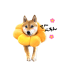 柴犬ももっぷ【基本フレーズ編】（個別スタンプ：2）