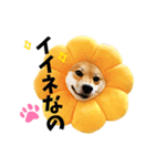 柴犬ももっぷ【基本フレーズ編】（個別スタンプ：3）