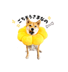 柴犬ももっぷ【基本フレーズ編】（個別スタンプ：4）