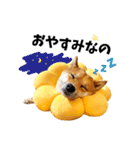 柴犬ももっぷ【基本フレーズ編】（個別スタンプ：5）