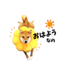 柴犬ももっぷ【基本フレーズ編】（個別スタンプ：6）