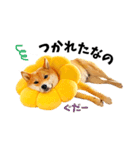 柴犬ももっぷ【基本フレーズ編】（個別スタンプ：8）