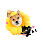 柴犬ももっぷ【基本フレーズ編】（個別スタンプ：9）