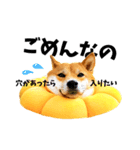 柴犬ももっぷ【基本フレーズ編】（個別スタンプ：11）