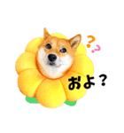 柴犬ももっぷ【基本フレーズ編】（個別スタンプ：15）