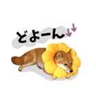 柴犬ももっぷ【基本フレーズ編】（個別スタンプ：17）