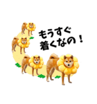 柴犬ももっぷ【基本フレーズ編】（個別スタンプ：19）