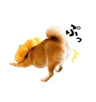柴犬ももっぷ【基本フレーズ編】（個別スタンプ：20）