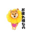 柴犬ももっぷ【基本フレーズ編】（個別スタンプ：21）
