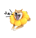 柴犬ももっぷ【基本フレーズ編】（個別スタンプ：22）