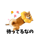 柴犬ももっぷ【基本フレーズ編】（個別スタンプ：24）