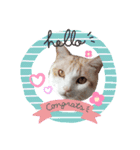 ねこにこばんpart3（個別スタンプ：1）