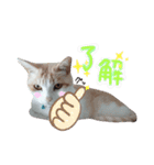 ねこにこばんpart3（個別スタンプ：2）