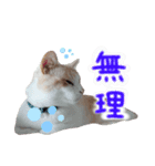 ねこにこばんpart3（個別スタンプ：5）