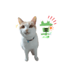 ねこにこばんpart3（個別スタンプ：7）
