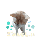 ねこにこばんpart3（個別スタンプ：8）