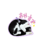 ねこにこばんpart3（個別スタンプ：9）