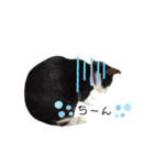 ねこにこばんpart3（個別スタンプ：11）