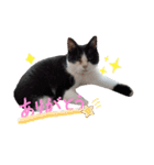 ねこにこばんpart3（個別スタンプ：12）