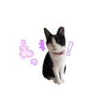 ねこにこばんpart3（個別スタンプ：13）