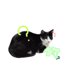 ねこにこばんpart3（個別スタンプ：15）