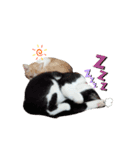 ねこにこばんpart3（個別スタンプ：16）