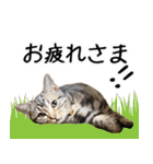 うにのスタンプ01（個別スタンプ：4）