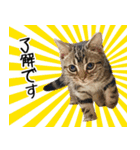 うにのスタンプ01（個別スタンプ：17）