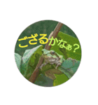 沼木語(古め)3（個別スタンプ：1）