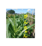 沼木語(古め)3（個別スタンプ：3）