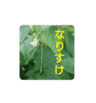 沼木語(古め)3（個別スタンプ：4）