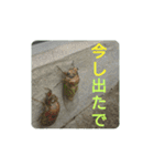 沼木語(古め)3（個別スタンプ：11）