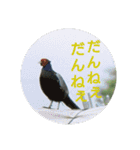 沼木語(古め)3（個別スタンプ：14）