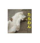 沼木語(古め)3（個別スタンプ：17）