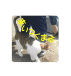 沼木語(古め)3（個別スタンプ：18）