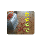 沼木語(古め)3（個別スタンプ：20）