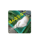 沼木語(古め)3（個別スタンプ：24）