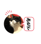 こもじろう♪3（個別スタンプ：1）