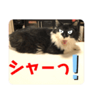 こもじろう♪3（個別スタンプ：3）