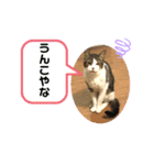 こもじろう♪3（個別スタンプ：5）