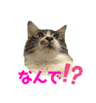 こもじろう♪3（個別スタンプ：7）