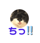 こもじろう♪3（個別スタンプ：12）